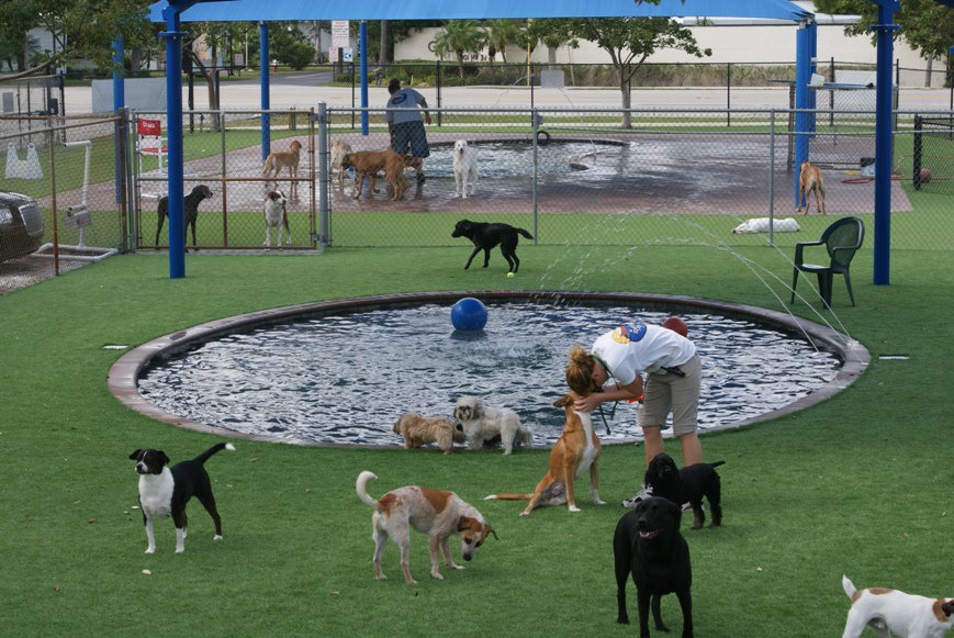 Outdoor Dog Play Area Tips Pamper Your Pooch like Royalty!